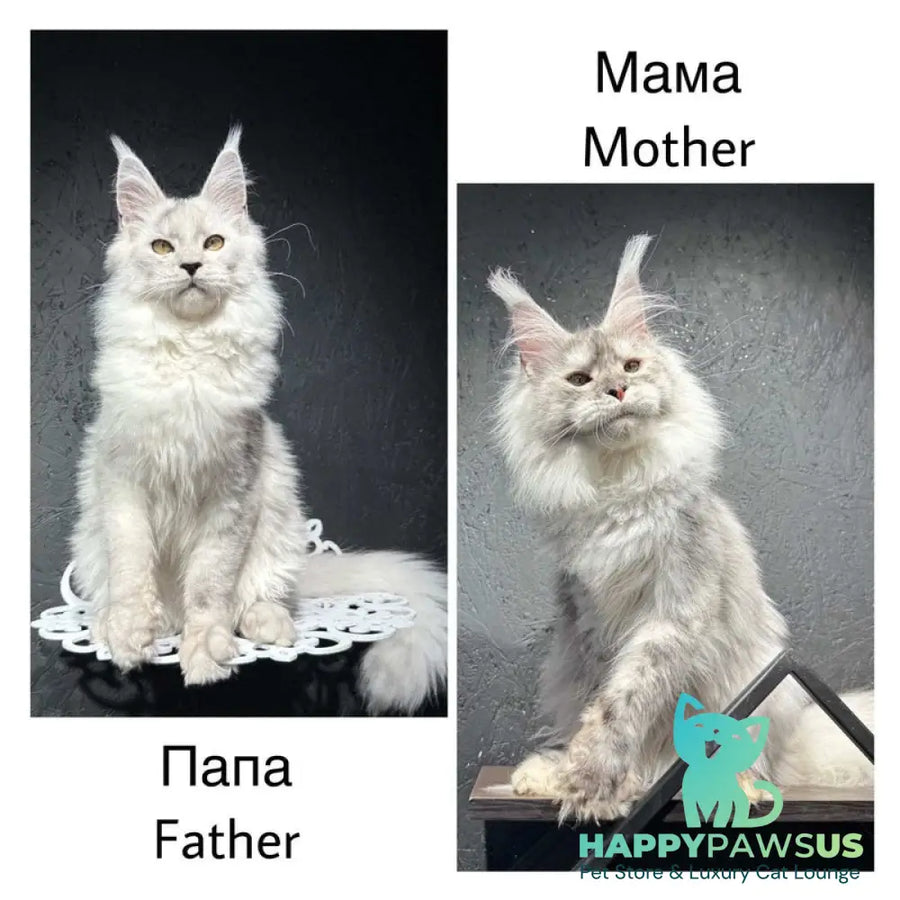 Lunar Maine Coon male red silver - live animals