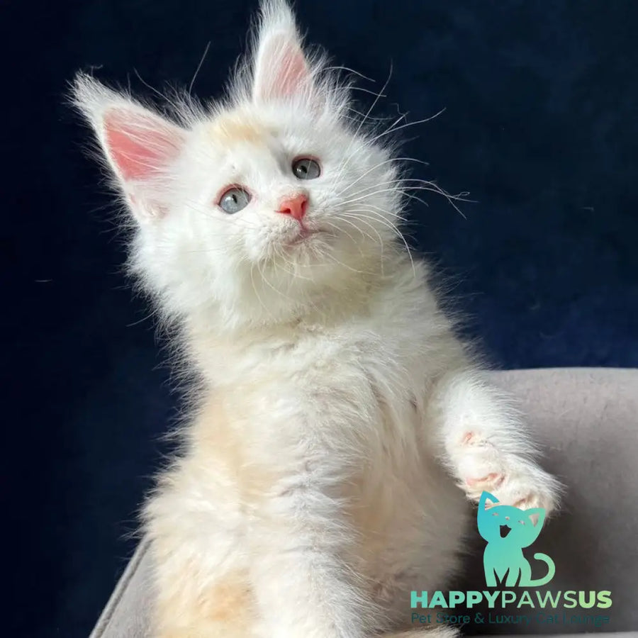 Lunar Maine Coon male red silver - live animals