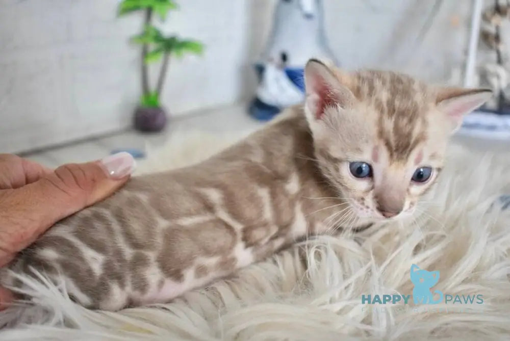 Luntik Bengal male snow mink live animals