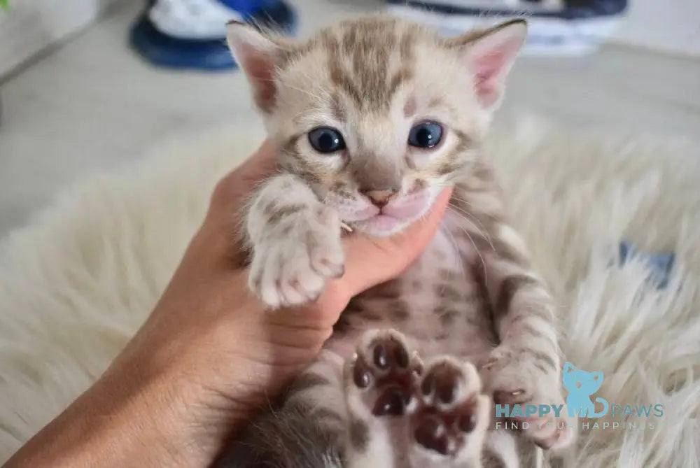 Luntik Bengal male snow mink live animals