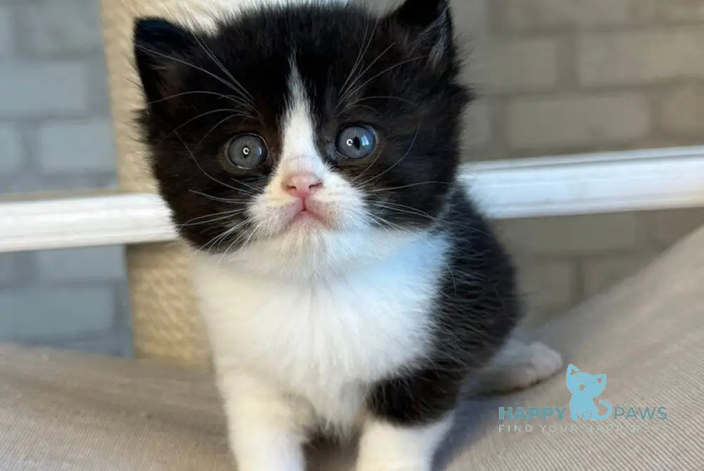 Luntik British Shorthair male black bicolour live animals
