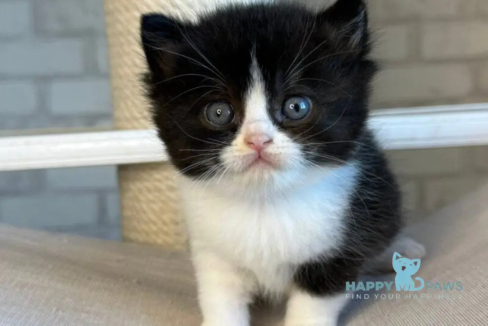 Luntik British Shorthair male black bicolour live animals