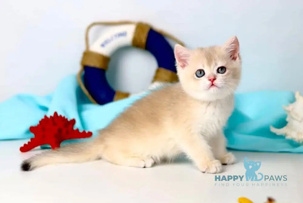 Luntik British Shorthair male blue golden chinchilla live animals