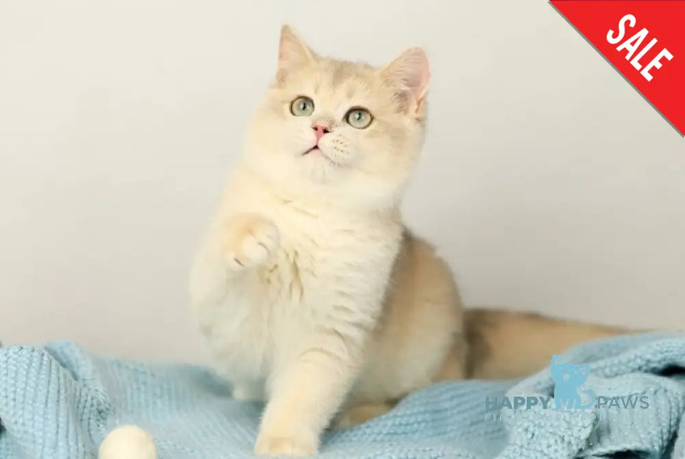 Luntik British Shorthair male blue golden chinchilla live animals