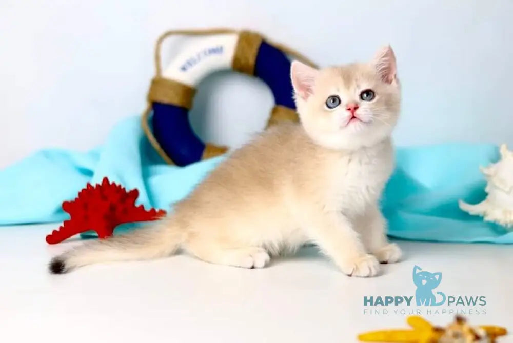 Luntik British Shorthair male blue golden chinchilla live animals