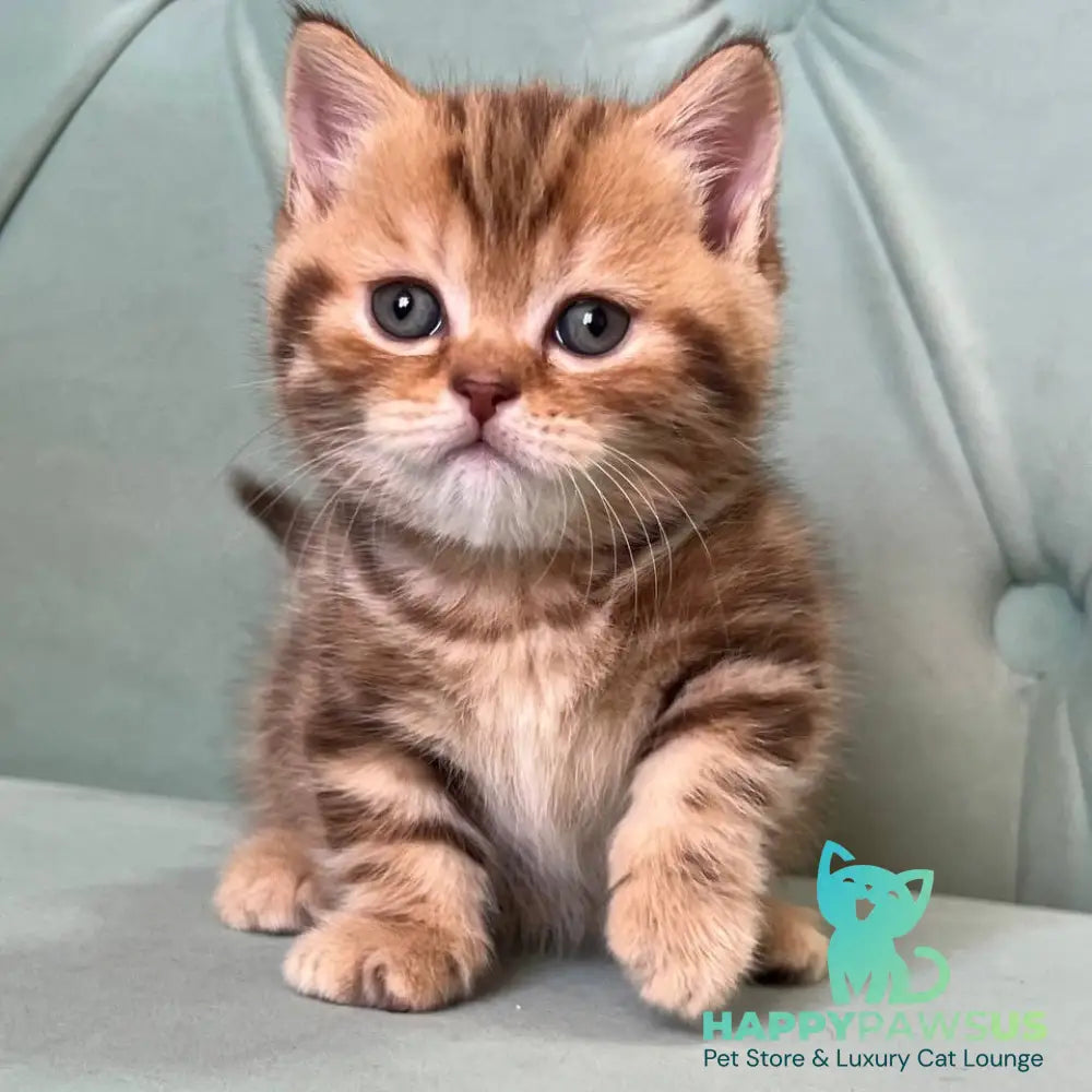 Luntik Munchkin male chocolate tabby - live animals
