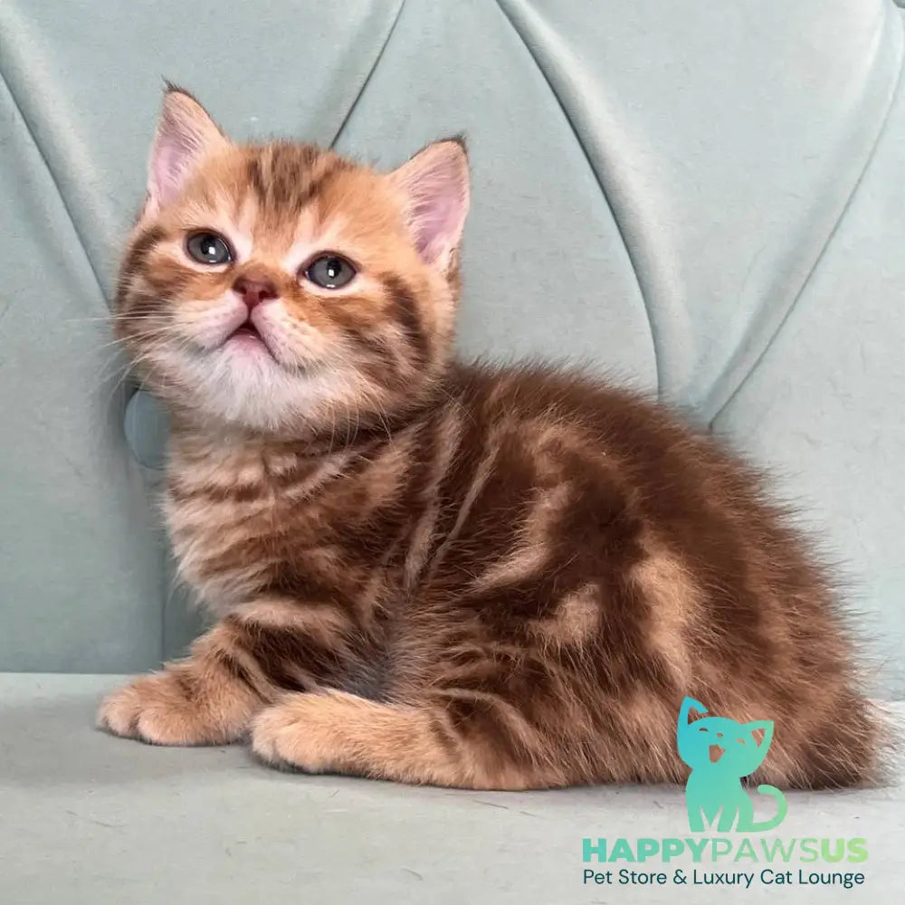 Luntik Munchkin male chocolate tabby - live animals
