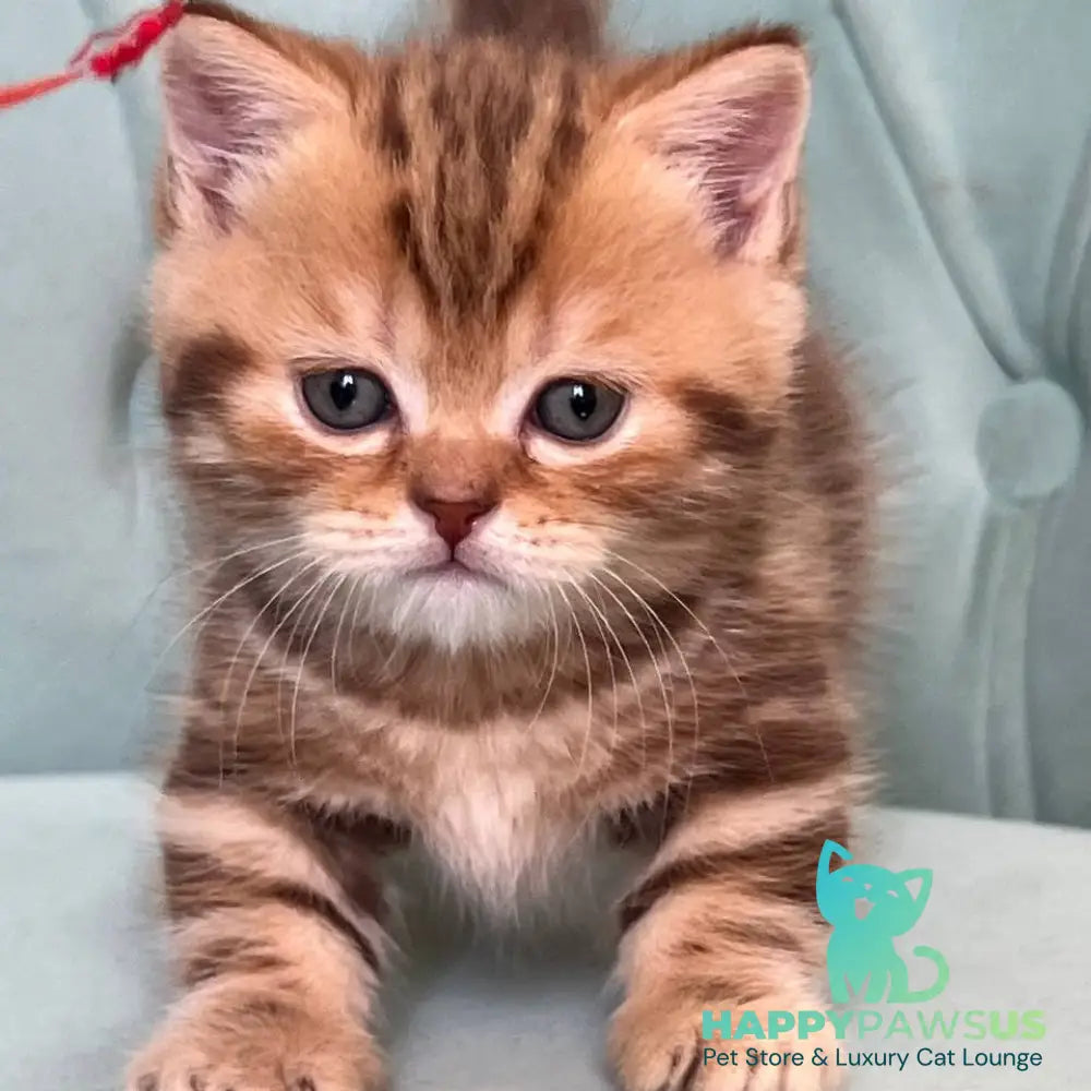 Luntik Munchkin male chocolate tabby - live animals