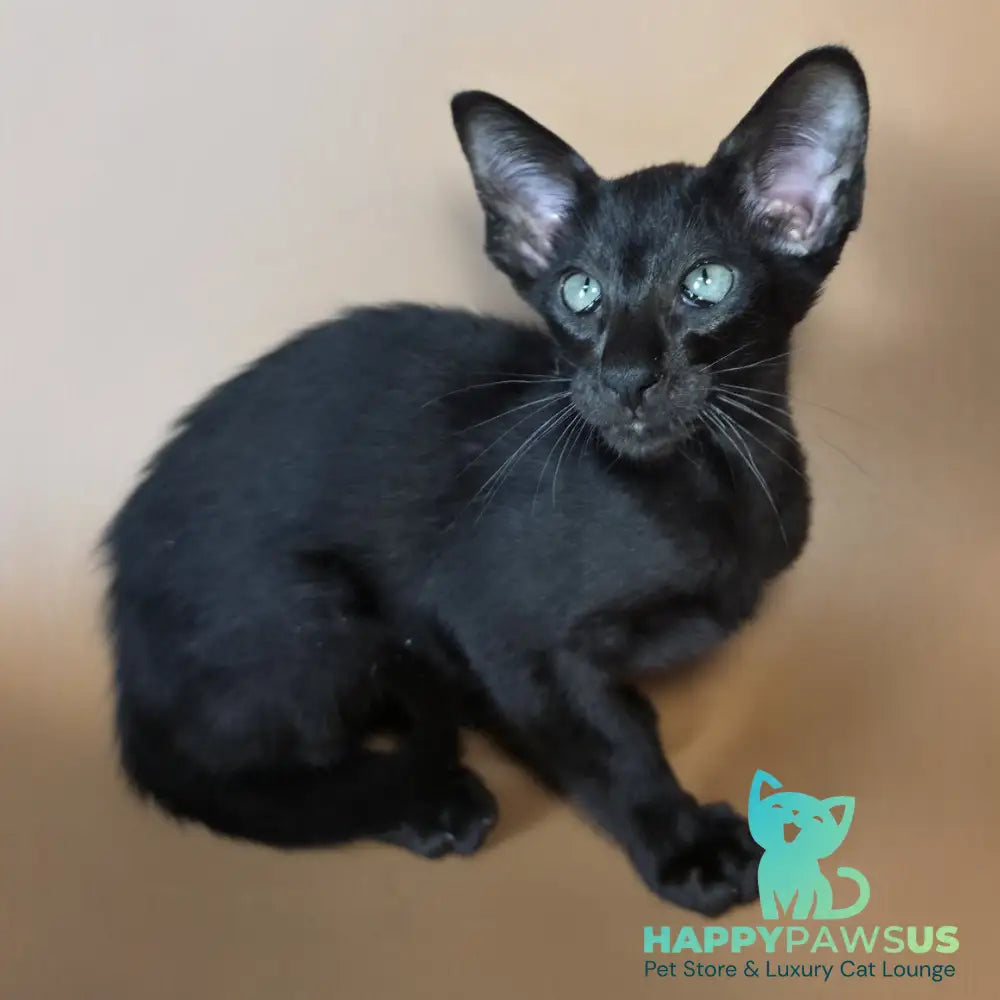 Lupin Siamese male black - live animals