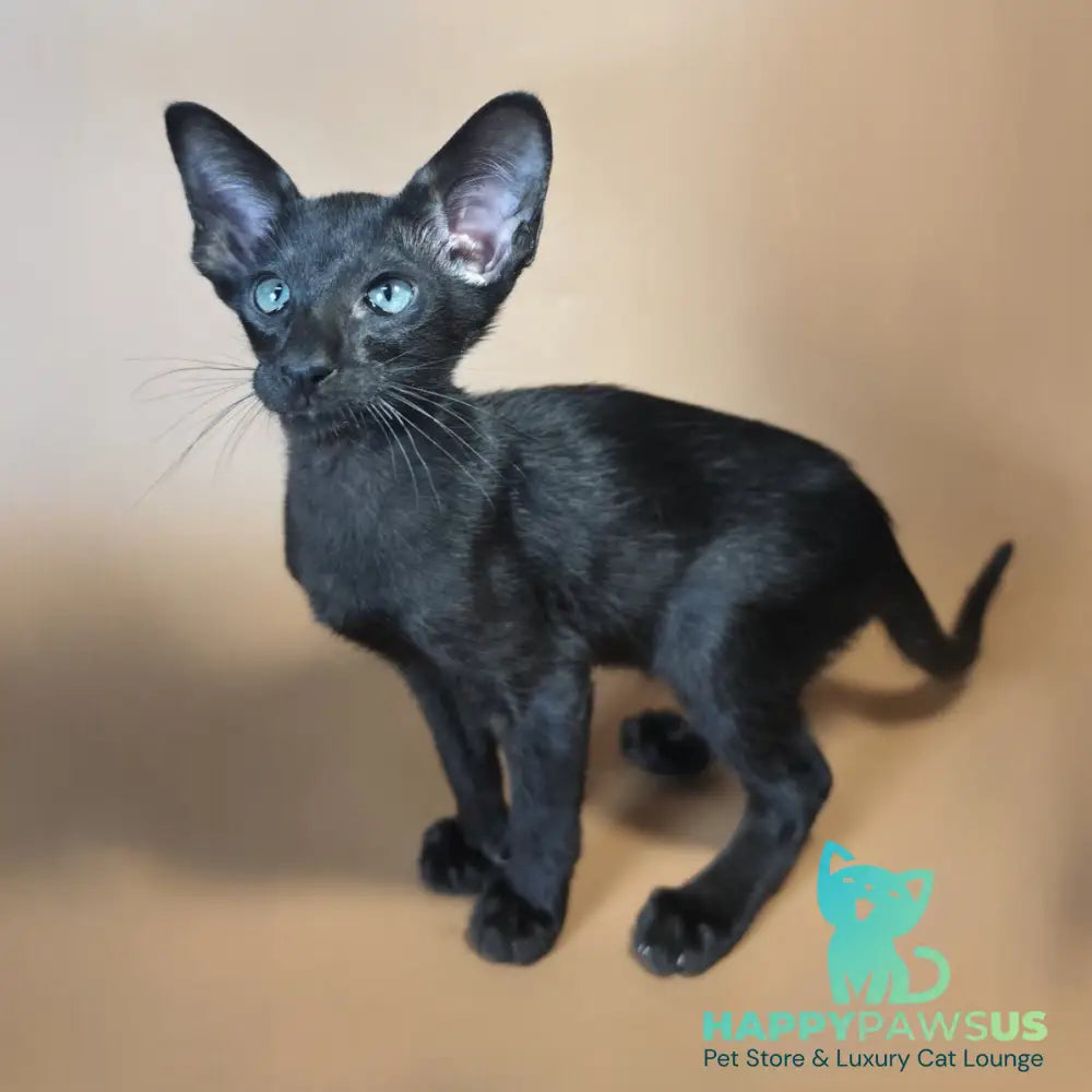 Lupin Siamese male black - live animals