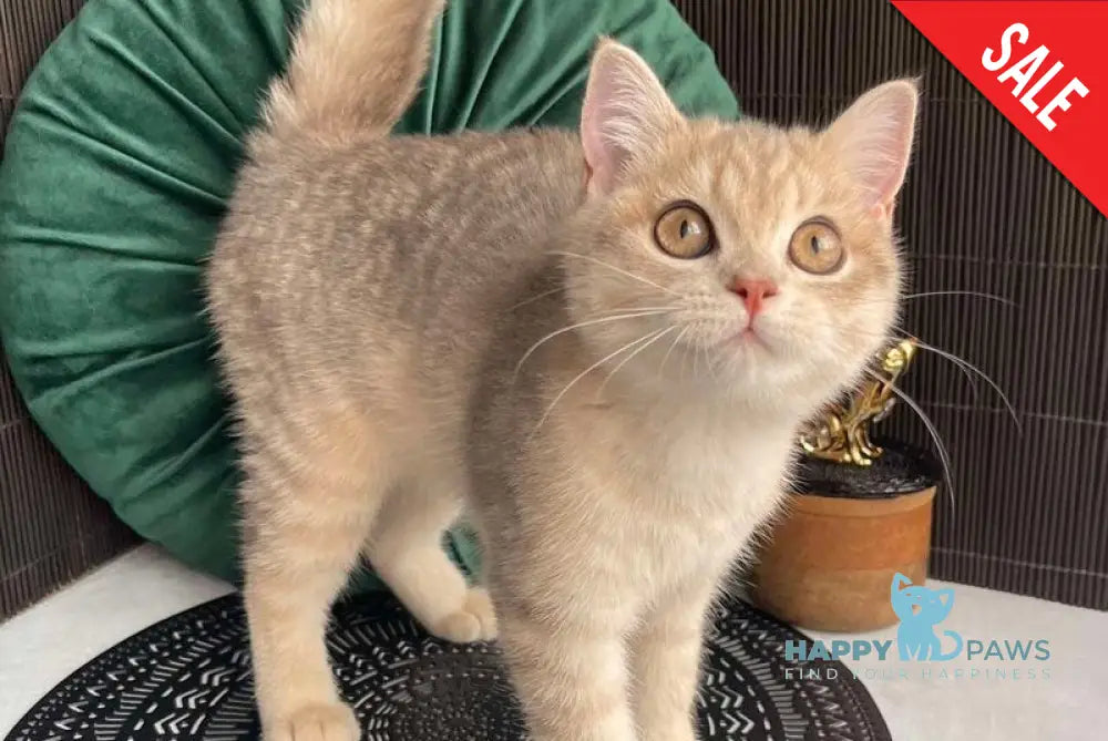 Lusia Scottish Straight female blue golden spotted tabby live animals