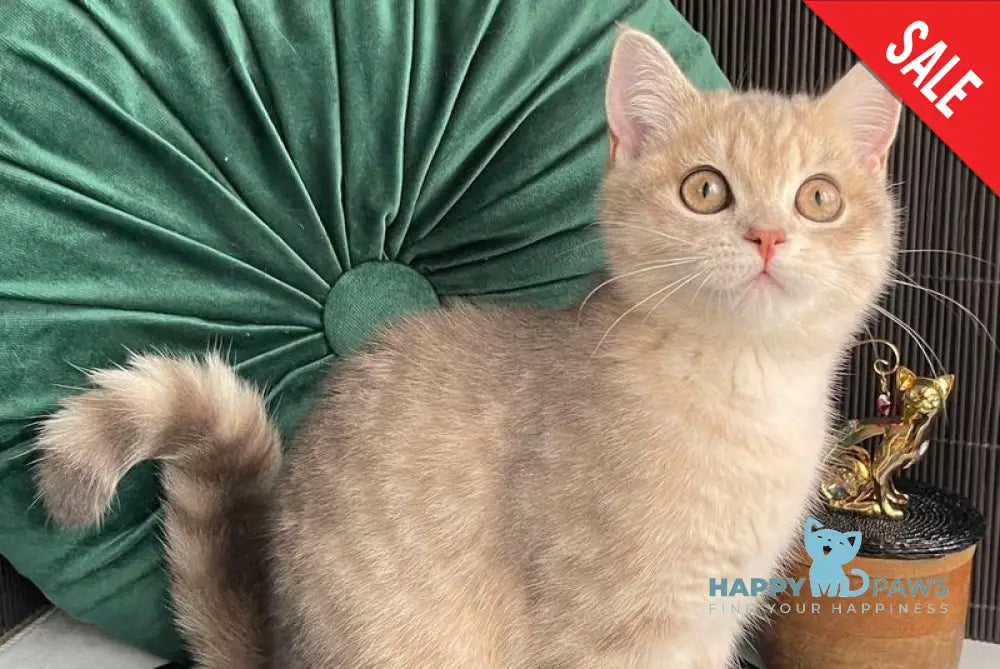 Lusia Scottish Straight female blue golden spotted tabby live animals