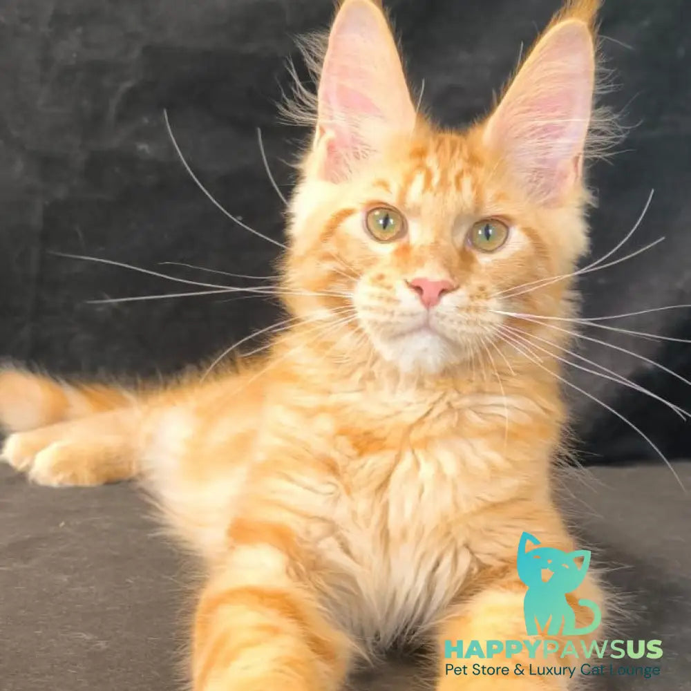 Luthor Maine Coon male red tabby - live animals