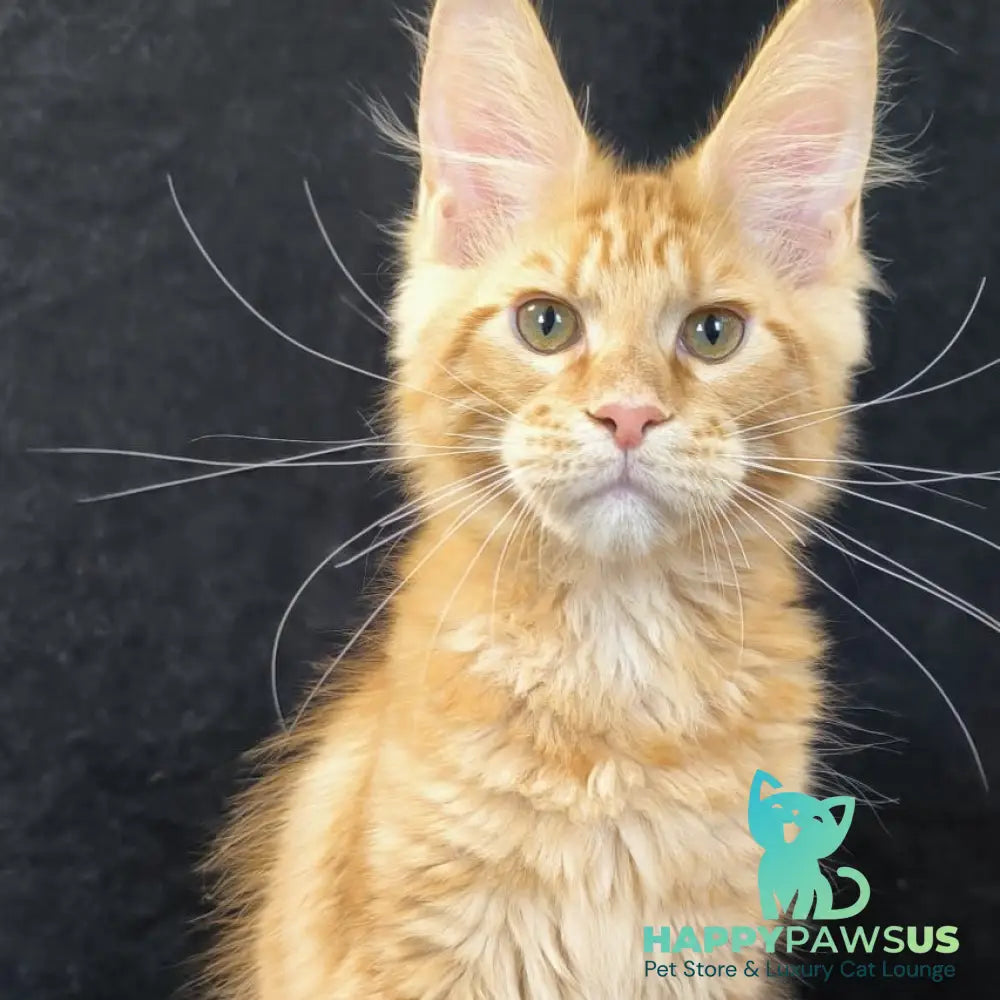 Luthor Maine Coon male red tabby - live animals