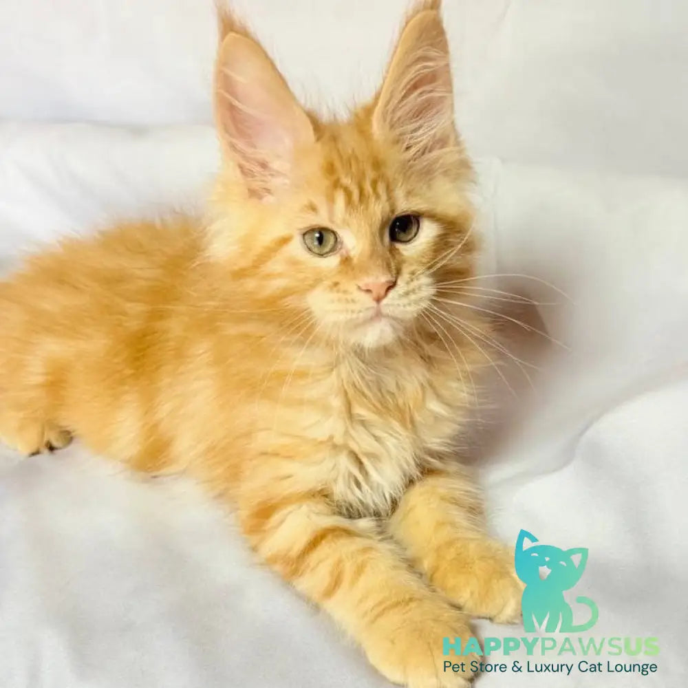 Luthor Maine Coon male red tabby - live animals