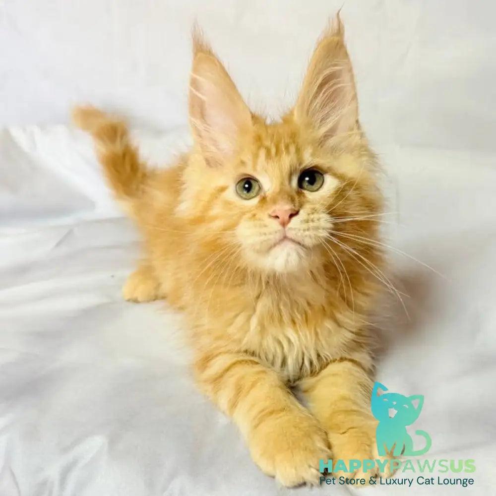 Luthor Maine Coon male red tabby - live animals