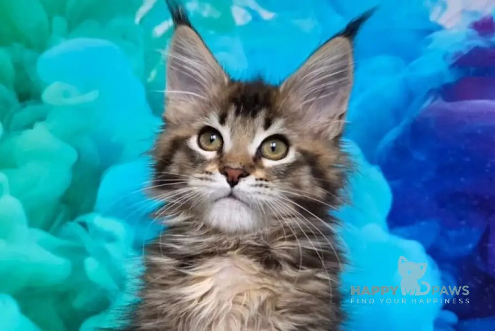 Luxembourg Maine Coon male black ticked tabby live animals