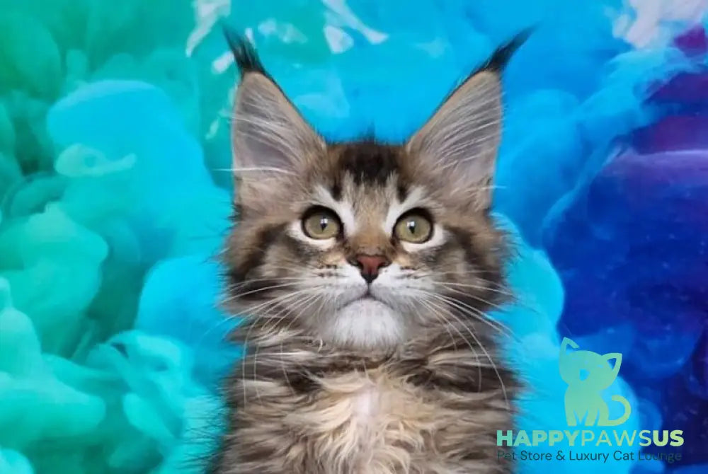 Luxembourg Maine Coon male black ticked tabby live animals