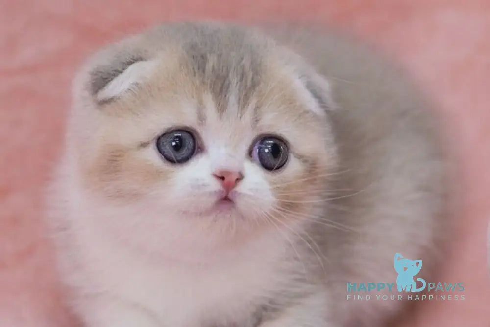 Luxury Scottish Fold female lilac golden ticked tabby bicolour live animals