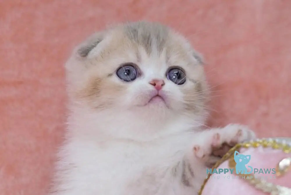 Luxury Scottish Fold female lilac golden ticked tabby bicolour live animals