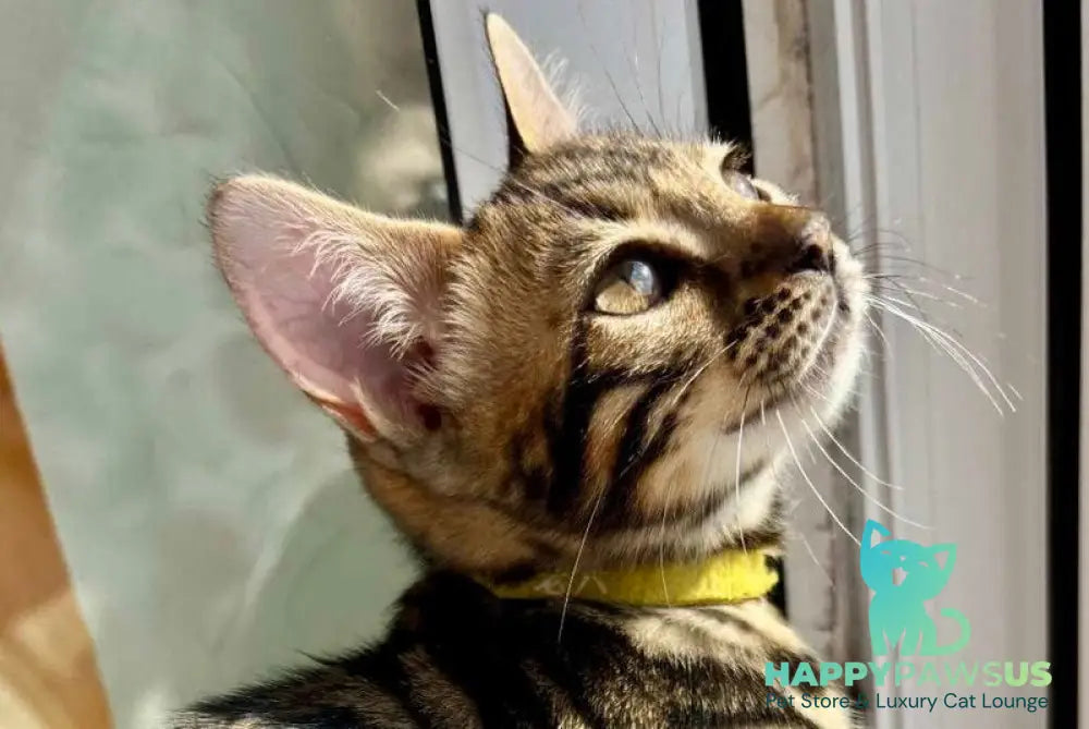 Lyalya Bengal female black spotted tabby - live animals