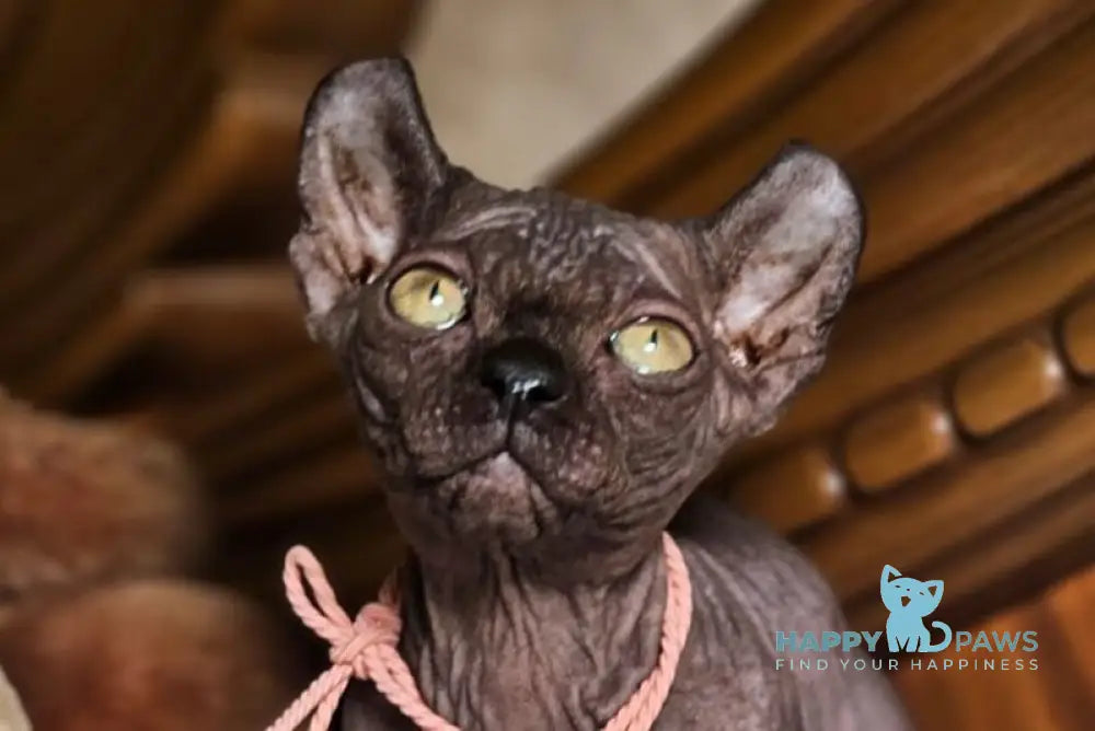 Lyalya Dwelf female black live animals