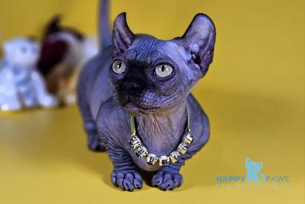 Lyalya Dwelf female black live animals