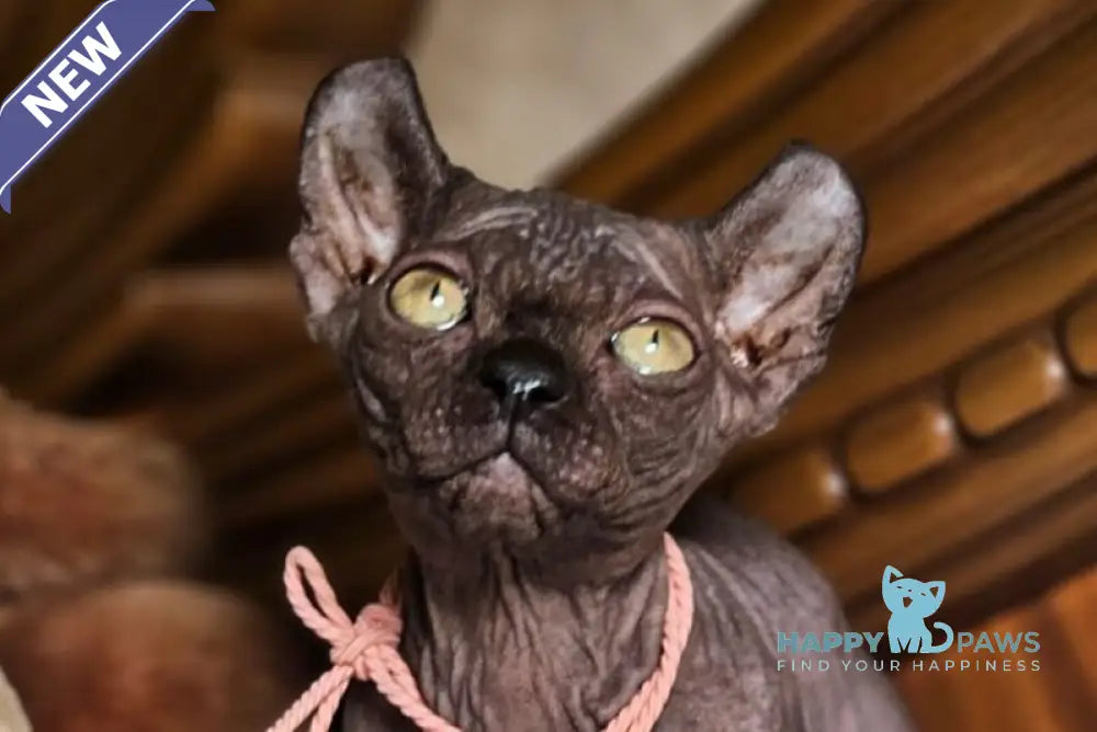Lyalya Dwelf female black live animals