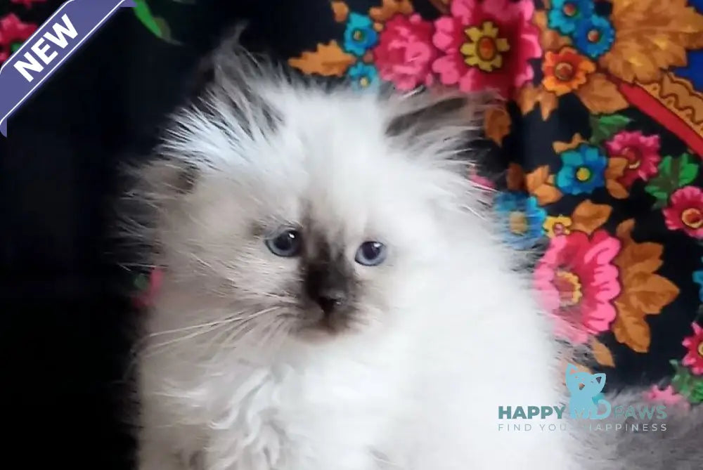 Lyalya Siberian female seal pointed live animals