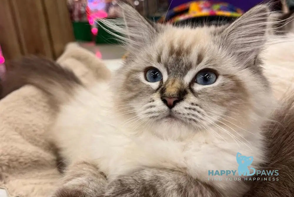 Lyasan Siberian female black tabby pointed live animals