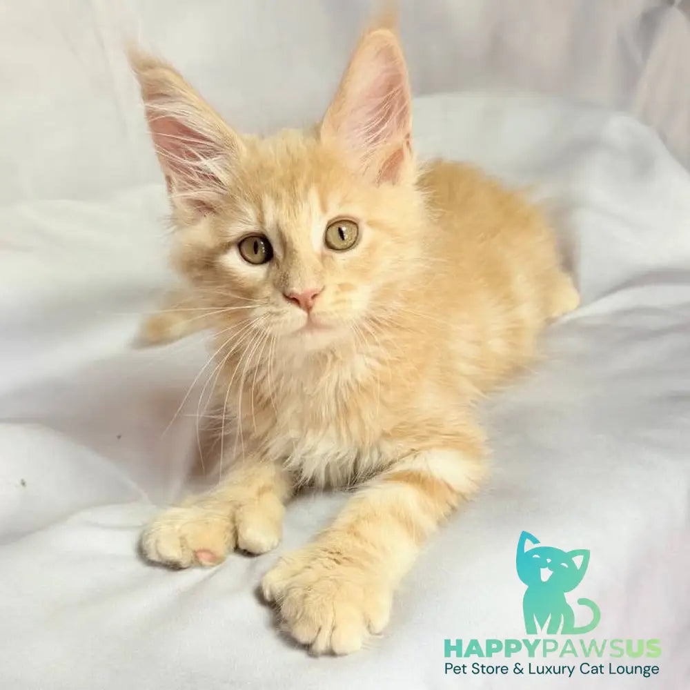 Lyndon Maine Coon polydactyl 5x5x6x6 male cream silver tabby - live animals