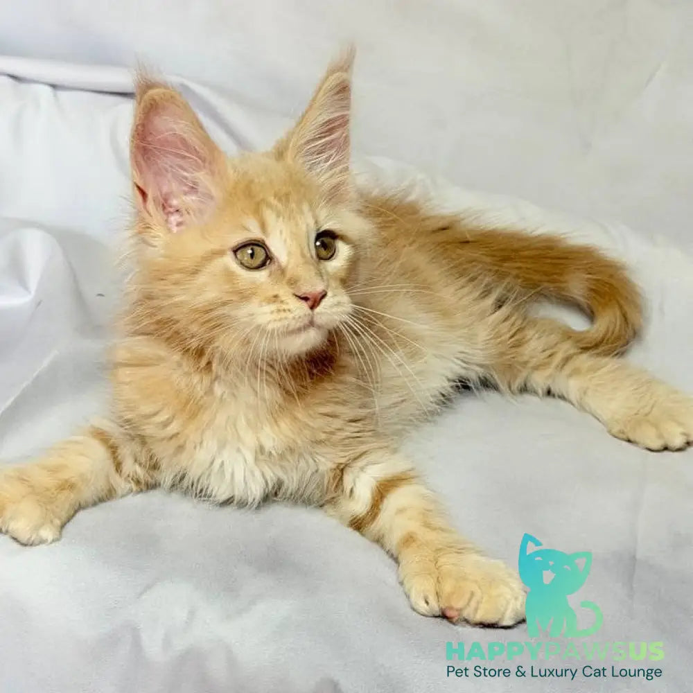 Lyndon Maine Coon polydactyl 5x5x6x6 male cream silver tabby - live animals