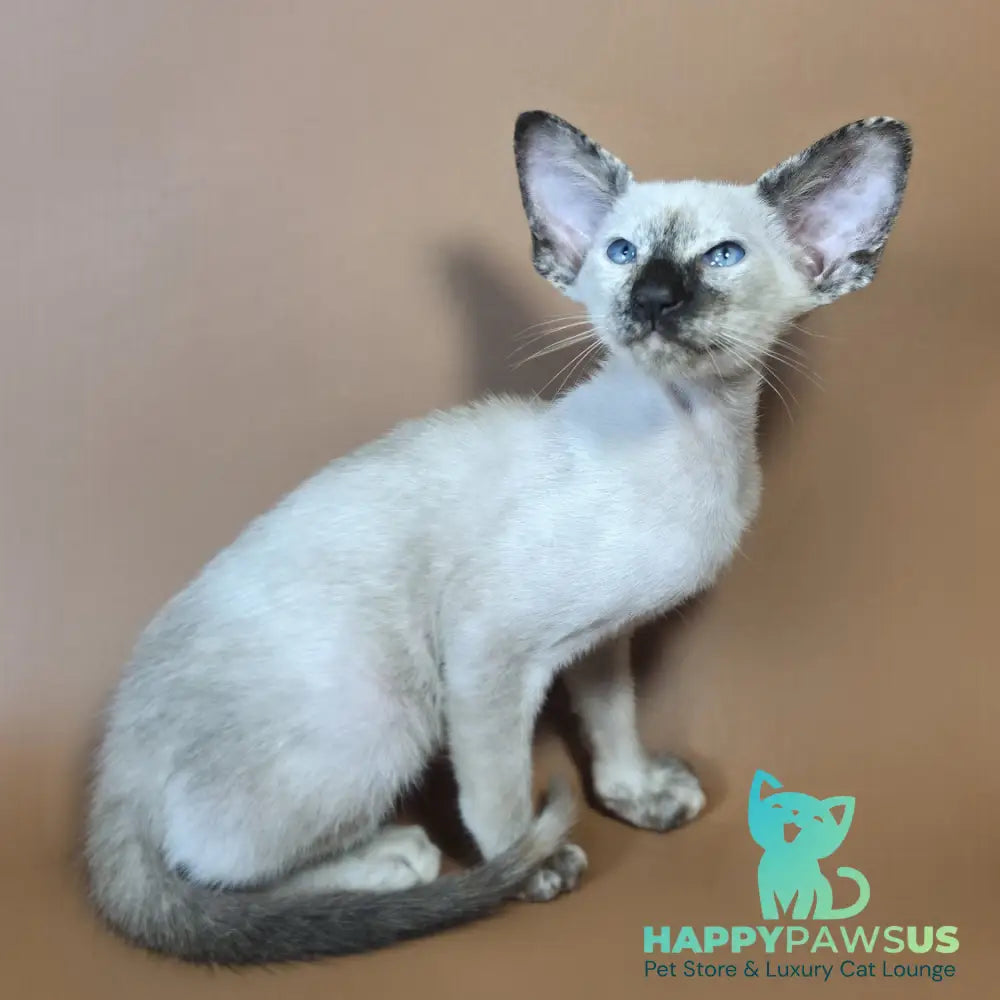 Lyra Siamese female black tortie - live animals