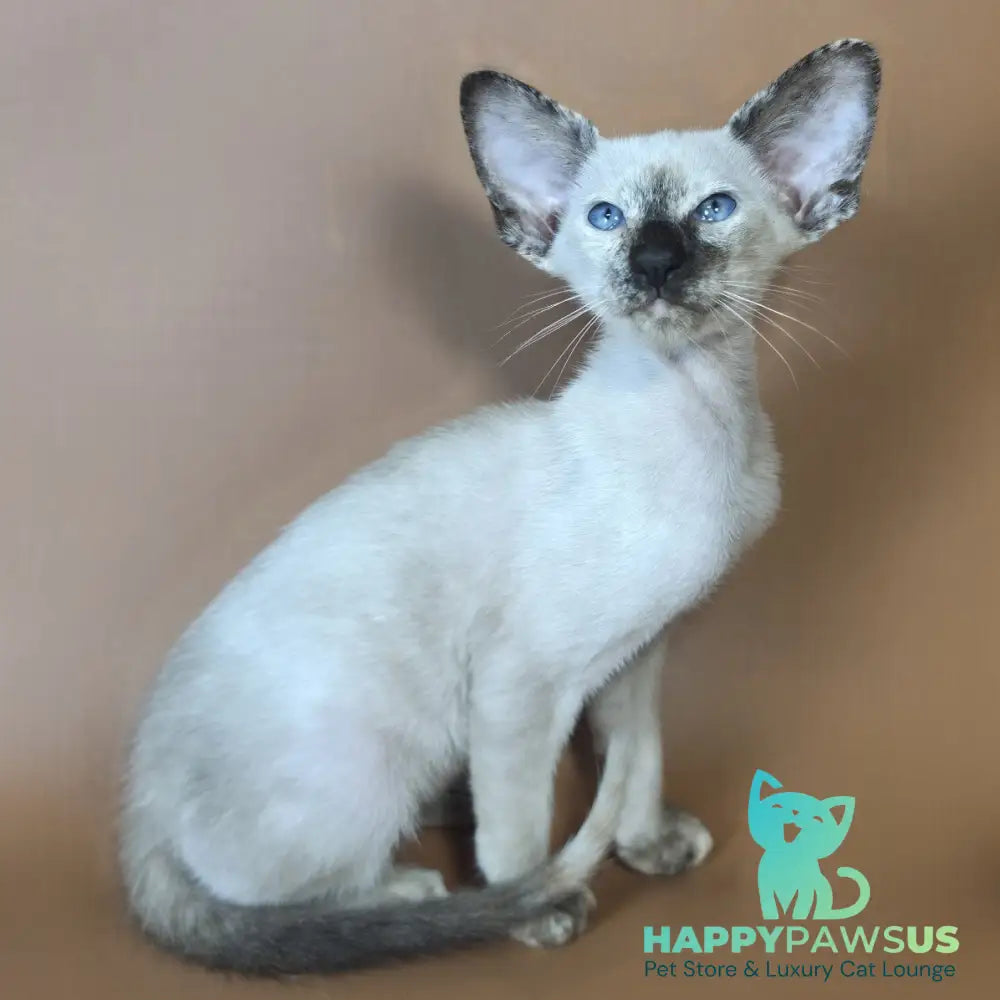 Lyra Siamese female black tortie - live animals