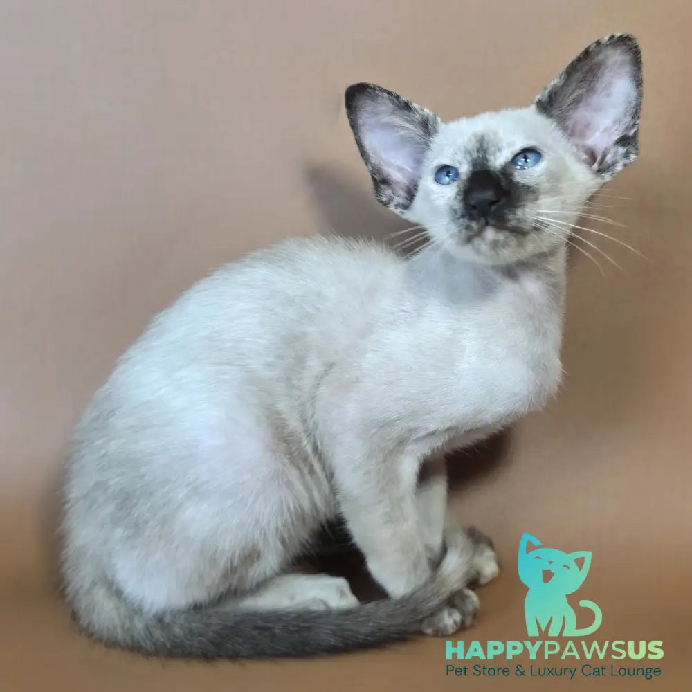Lyra Siamese female black tortie - live animals