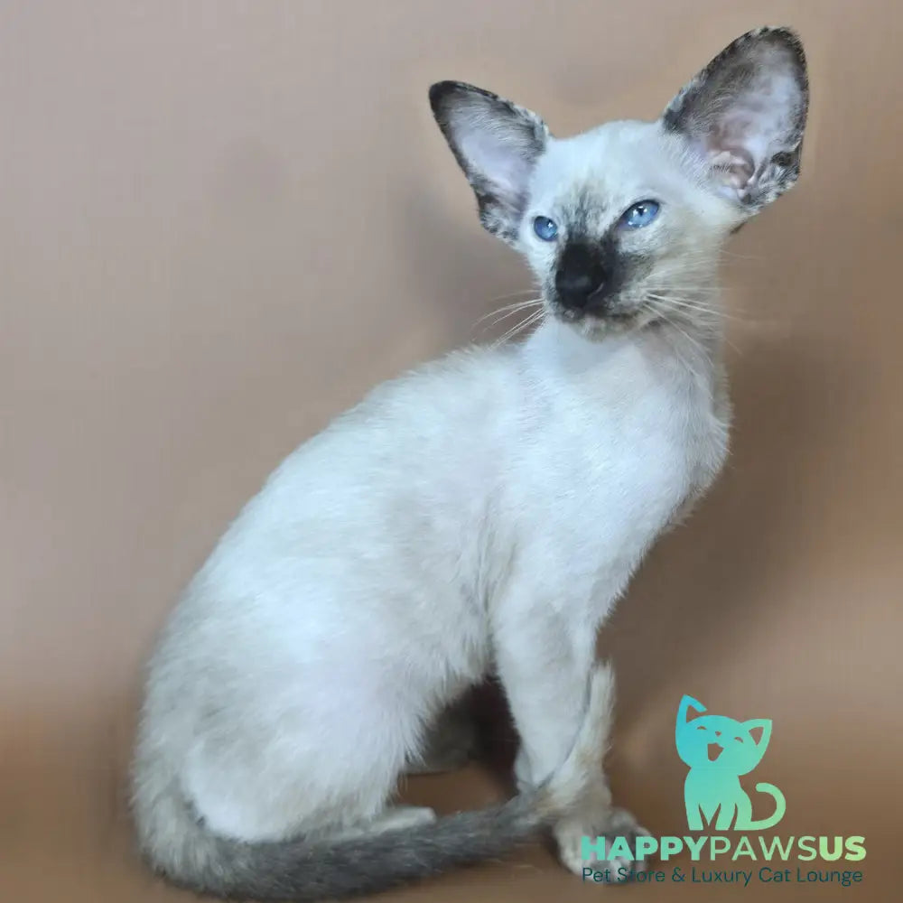 Lyra Siamese female black tortie - live animals