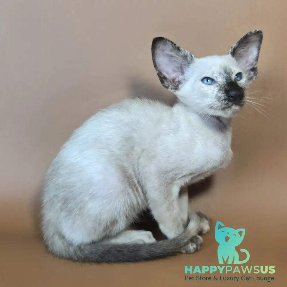 Lyra Siamese female black tortie - live animals