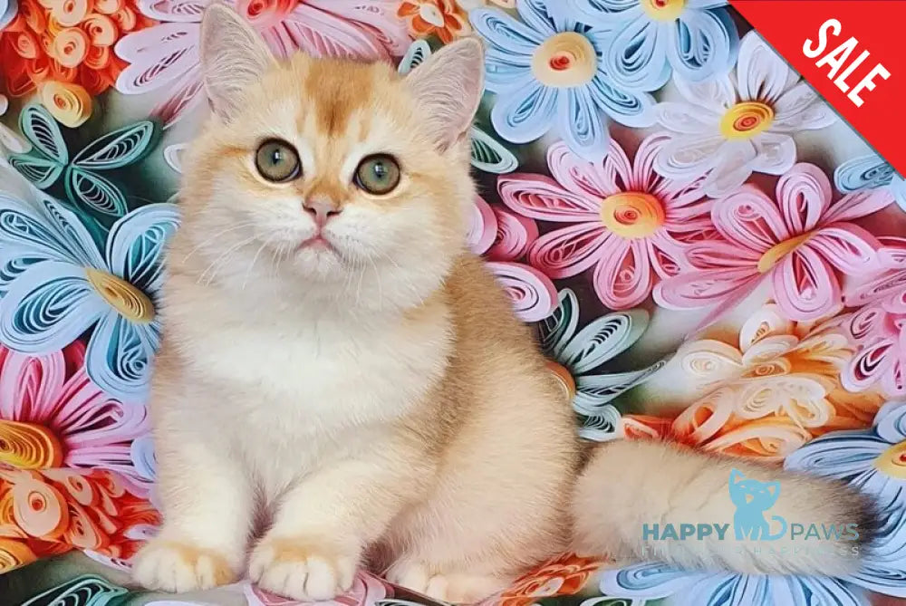 Lyusi British Shorthair female black golden chinchilla live animals