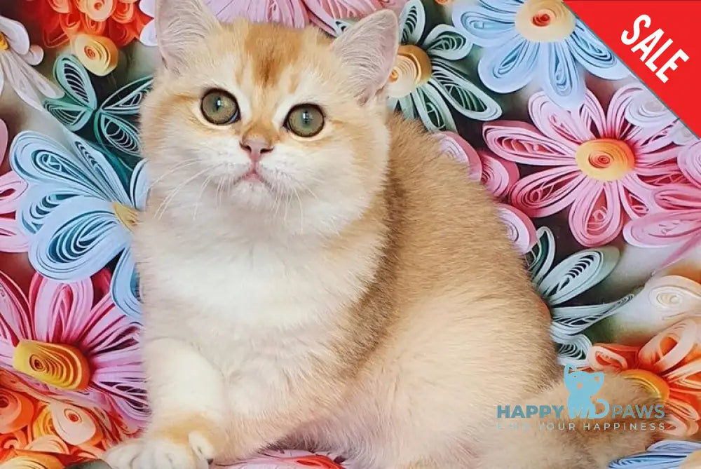 Lyusi British Shorthair female black golden chinchilla live animals