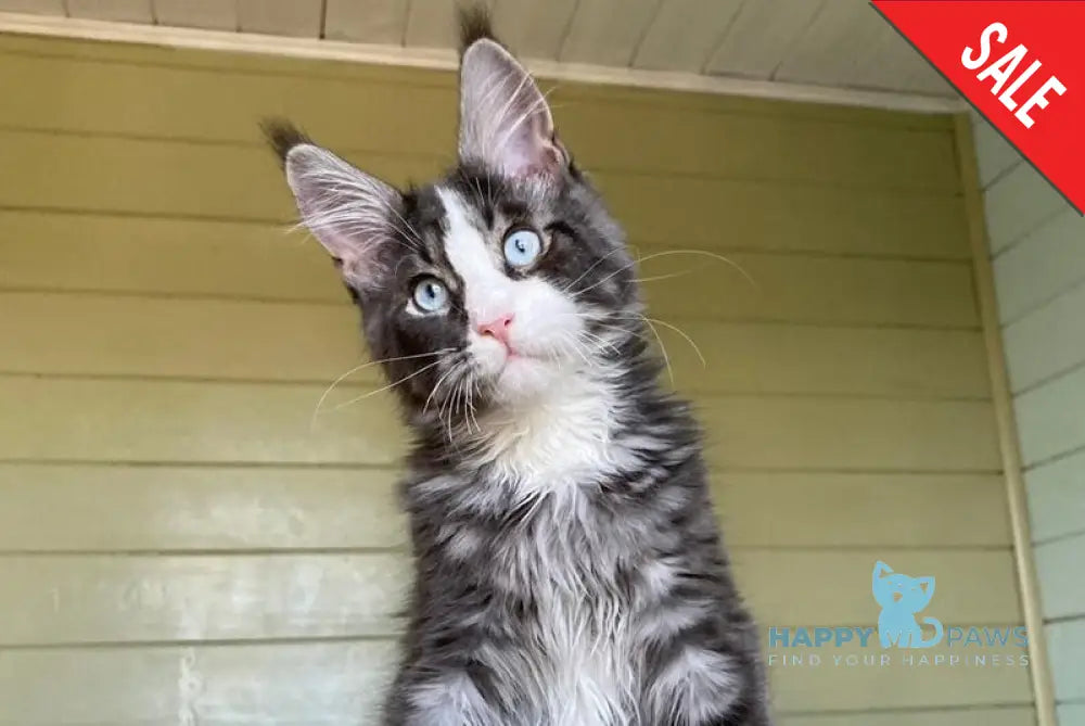 Lyutik Maine Coon male blue tabby bicolour - live animals