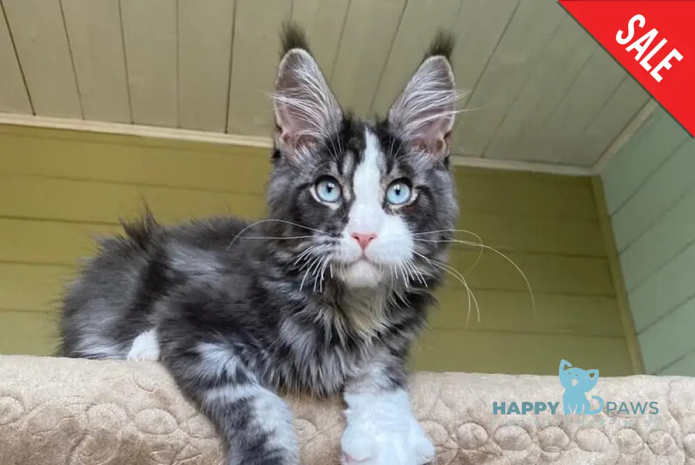 Lyutik Maine Coon male blue tabby bicolour - live animals