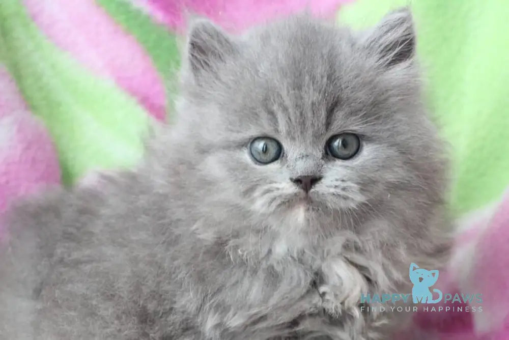 Maat British Longhair male blue cream live animals
