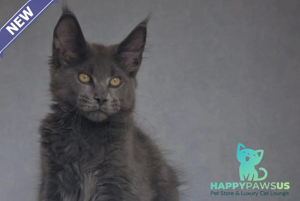 Macho Maine Coon male blue - live animals