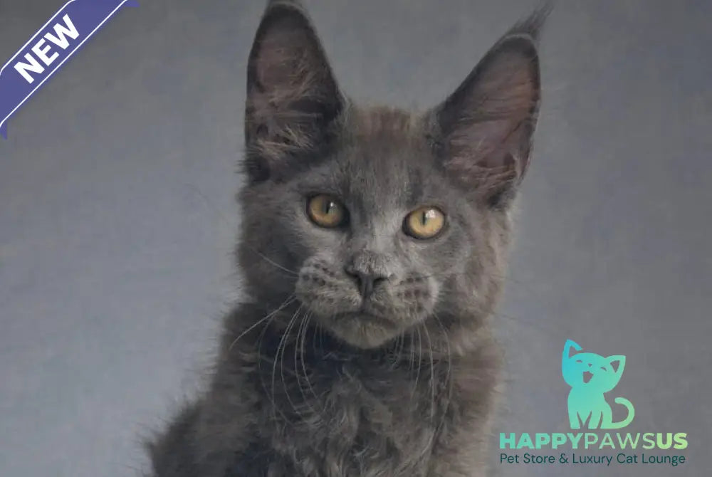 Macho Maine Coon male blue - live animals