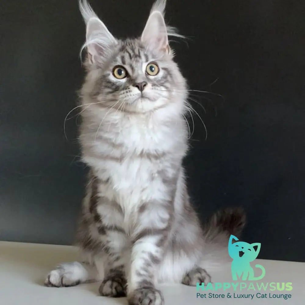 Madagascar Maine Coon male black silver tabby - live animals