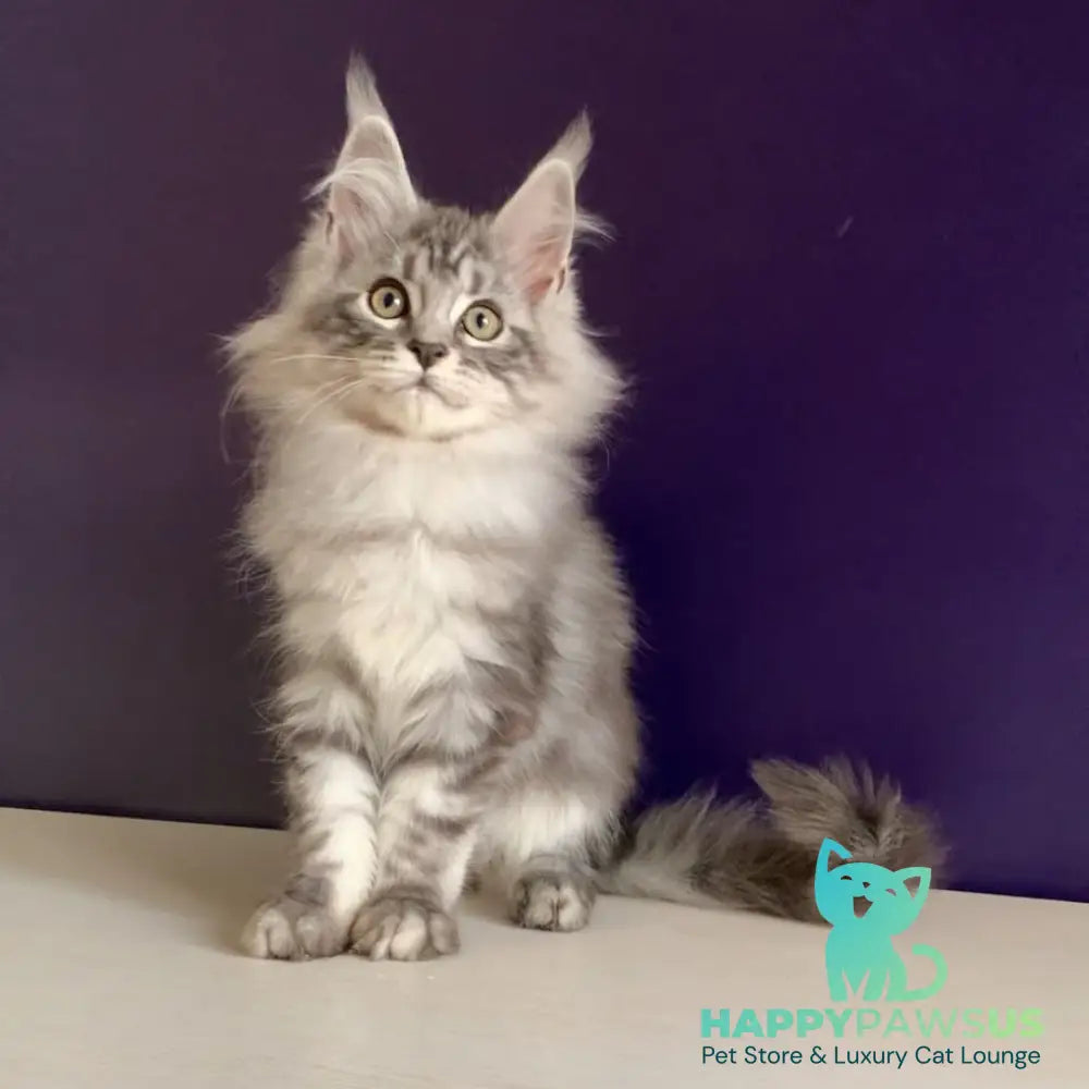 Madagascar Maine Coon male black silver tabby - live animals