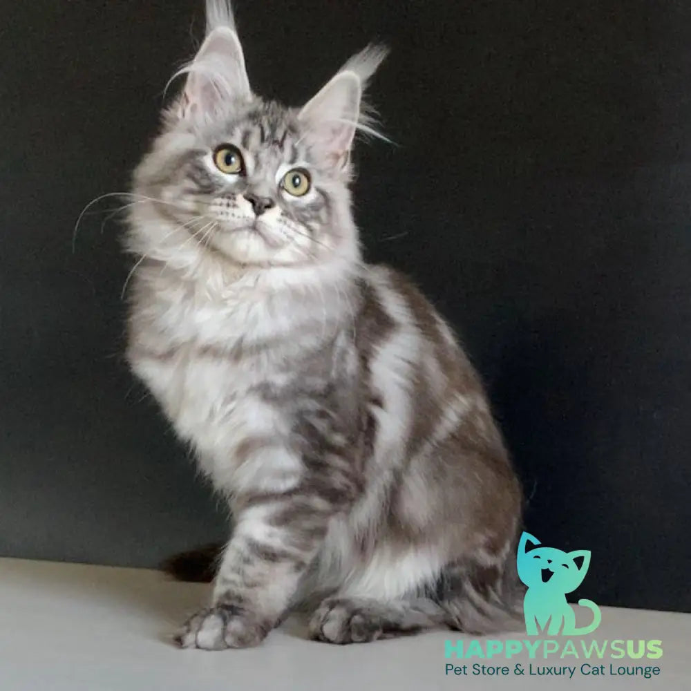 Madagascar Maine Coon male black silver tabby - live animals