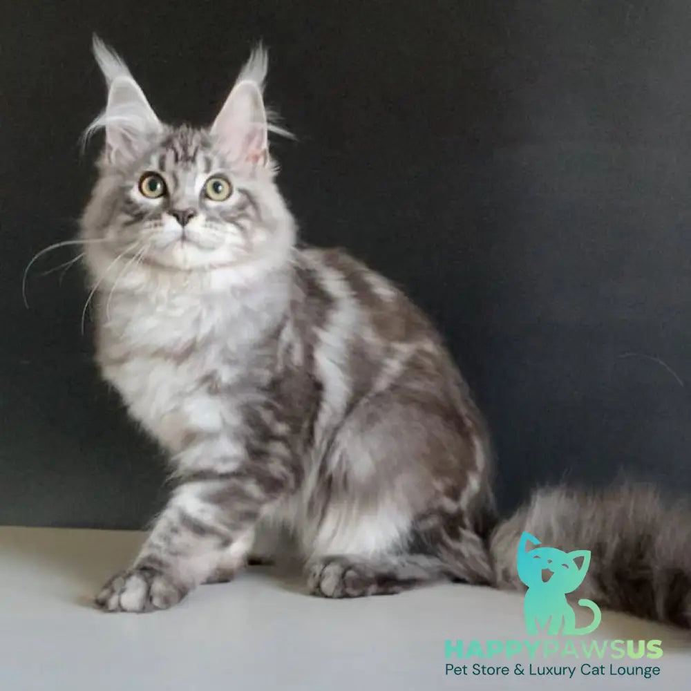 Madagascar Maine Coon male black silver tabby - live animals