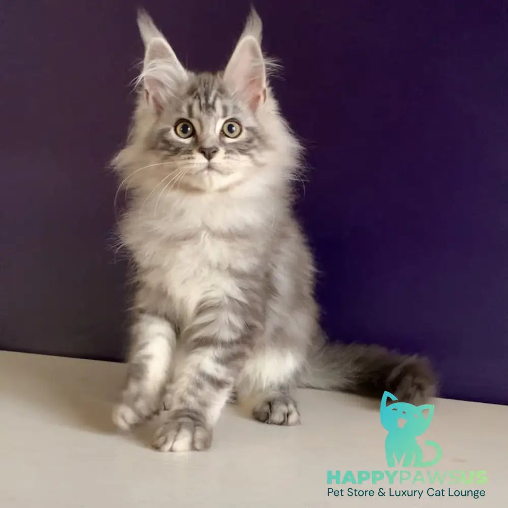 Madagascar Maine Coon male black silver tabby - live animals