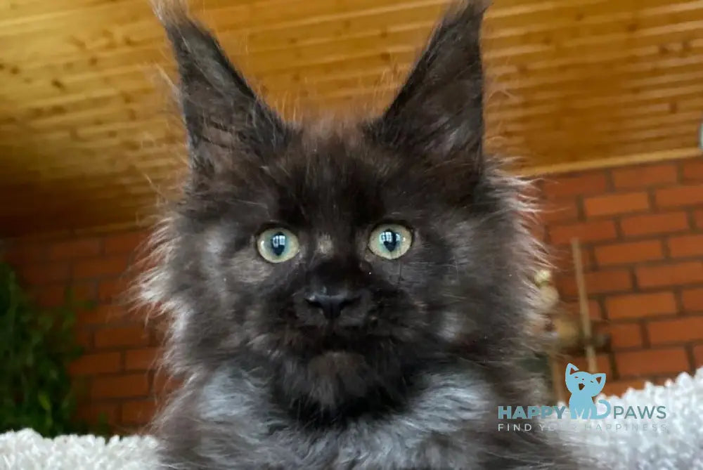 Madam Broshkina Maine Coon female black tortie live animals